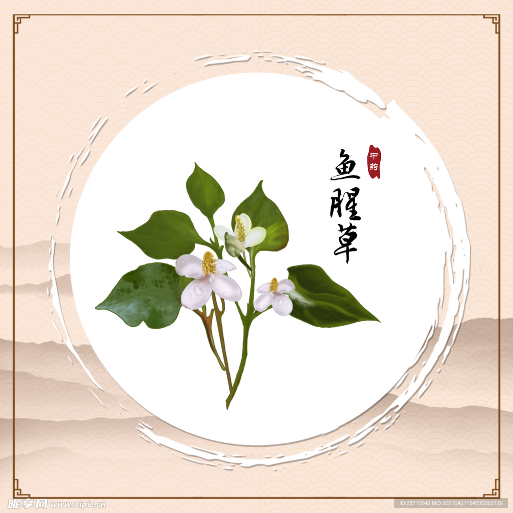 鱼腥草