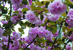 樱花  