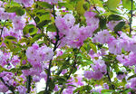 樱花  