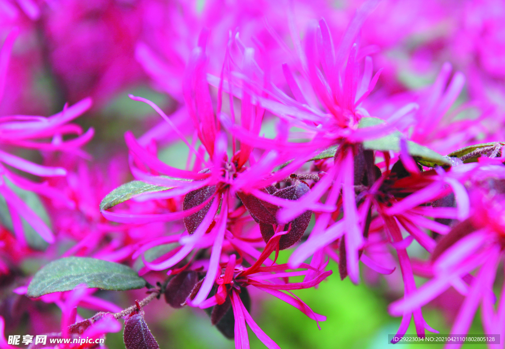 花  