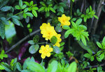 迎春花   