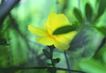 迎春花    