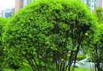 迎春花    