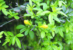 迎春花   
