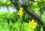 迎春花  