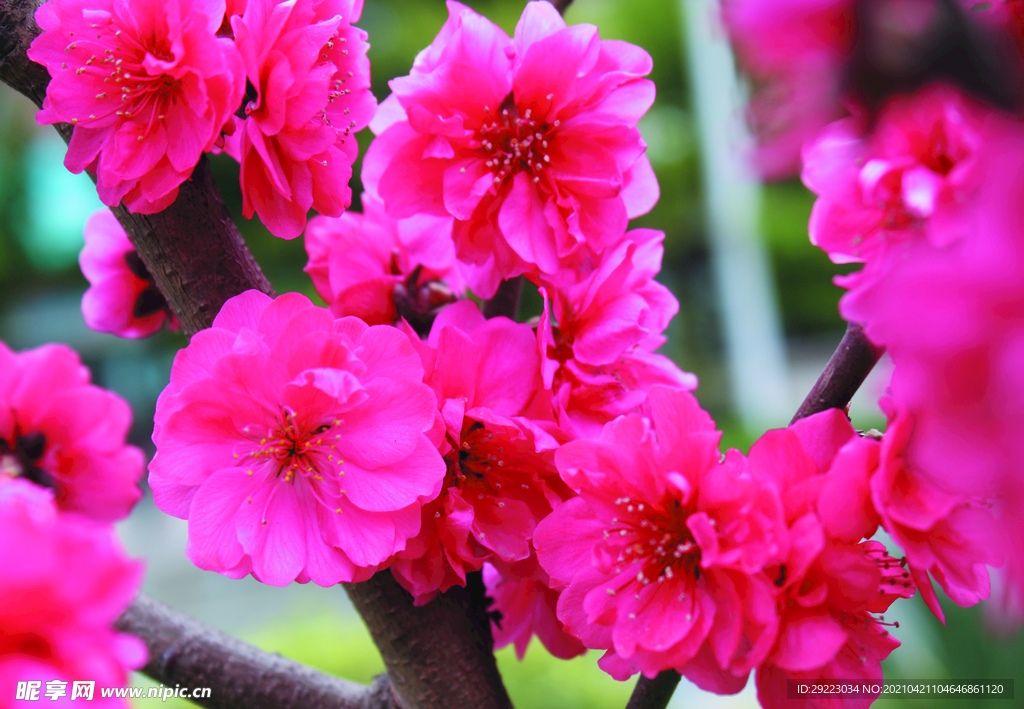 桃花 
