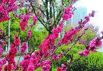 桃花  