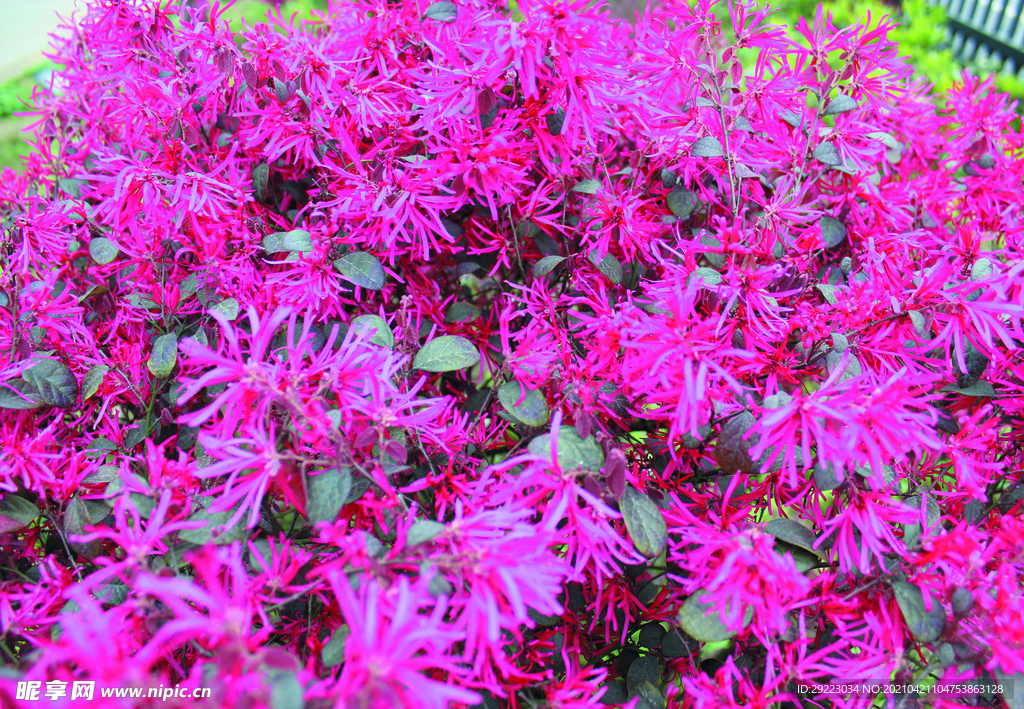 花  