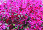 红花檵木花   