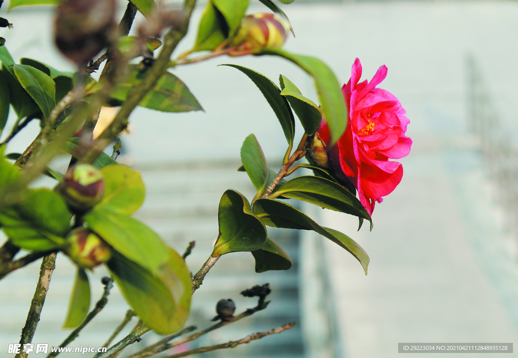 茶花