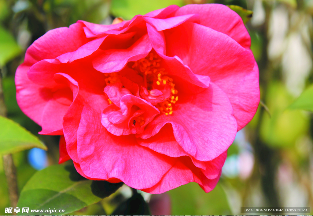 茶花