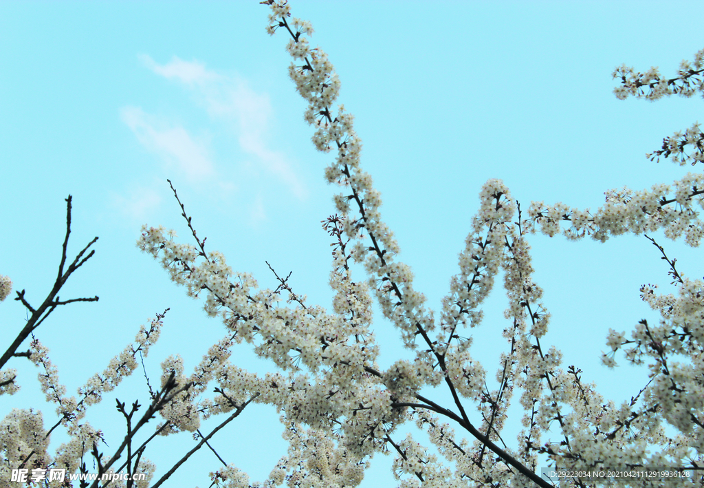 春天  花