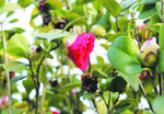 茶花