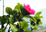 茶花