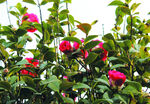 茶花