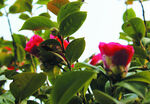 茶花