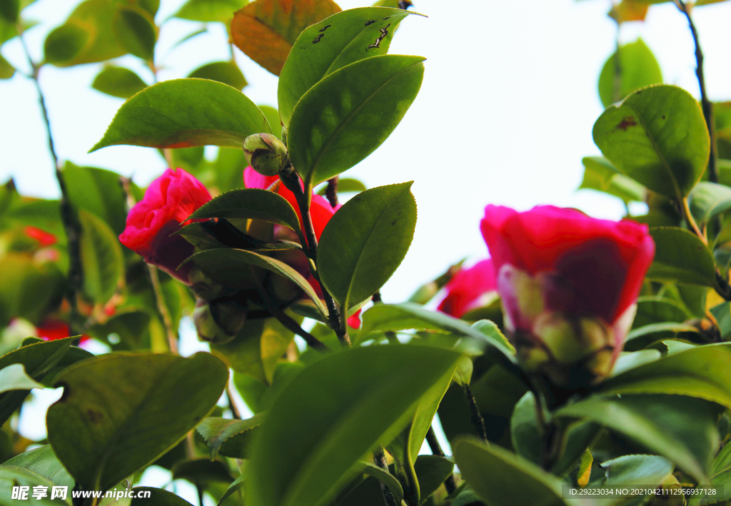 茶花