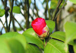 茶花