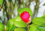 茶花