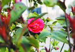 茶花