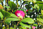 茶花