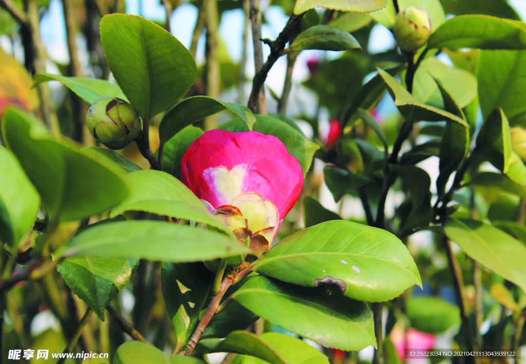 茶花