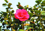 茶花