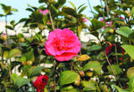 茶花