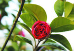 茶花