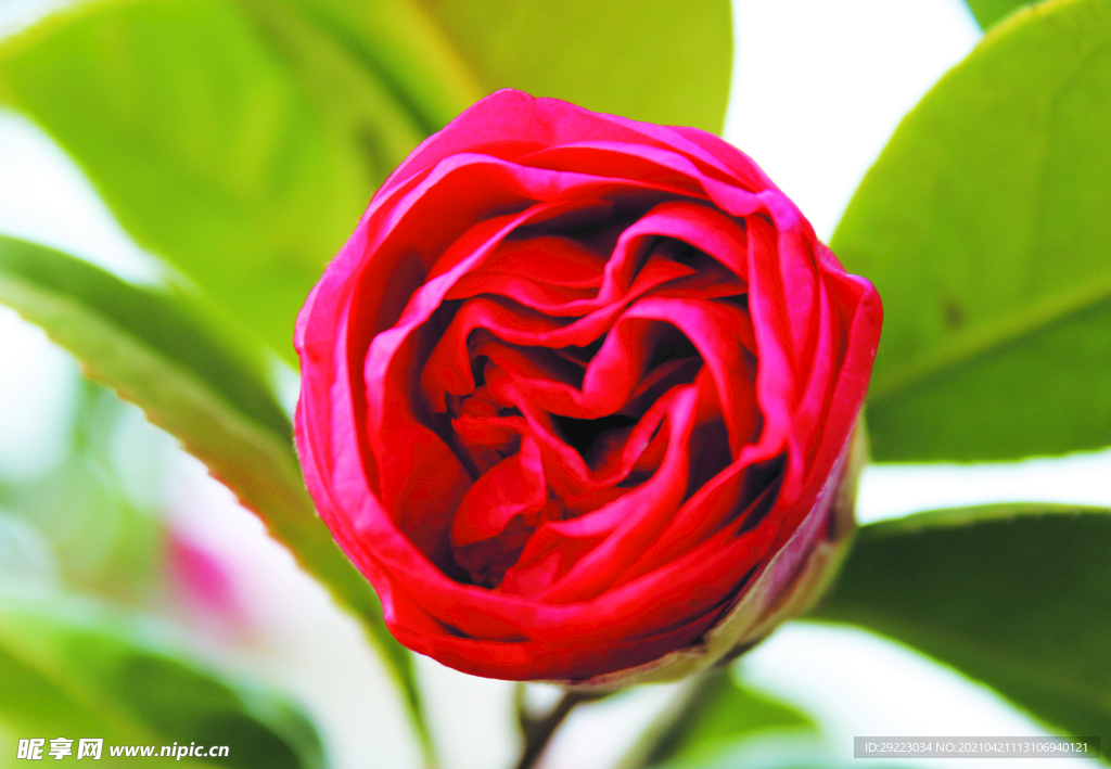 茶花