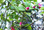 茶花