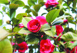 茶花