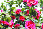 茶花