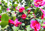 茶花