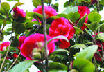 茶花