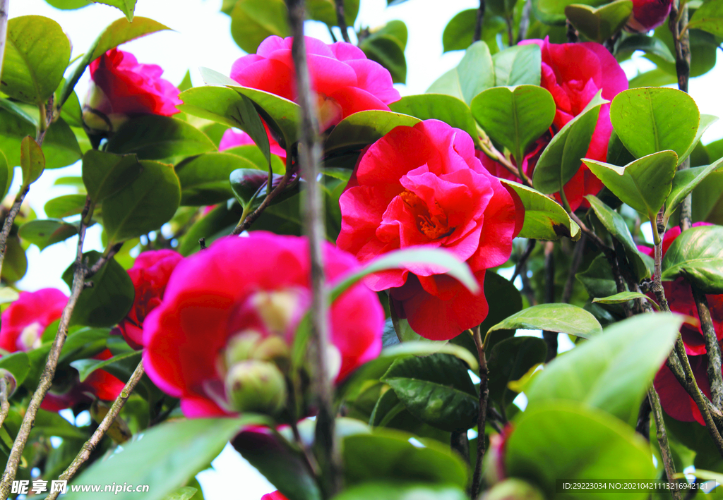 茶花