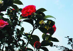 茶花