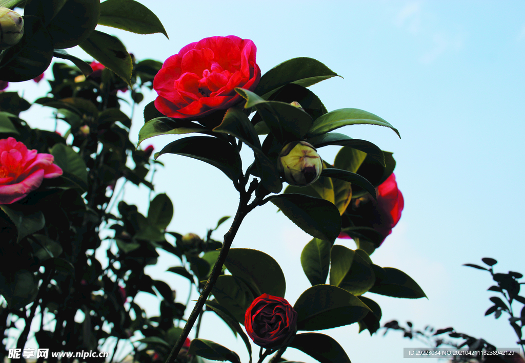 茶花