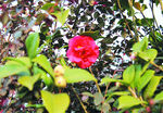 茶花