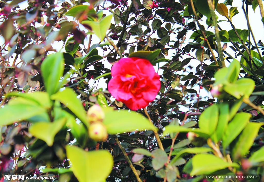 茶花