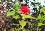 茶花