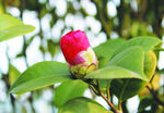 茶花