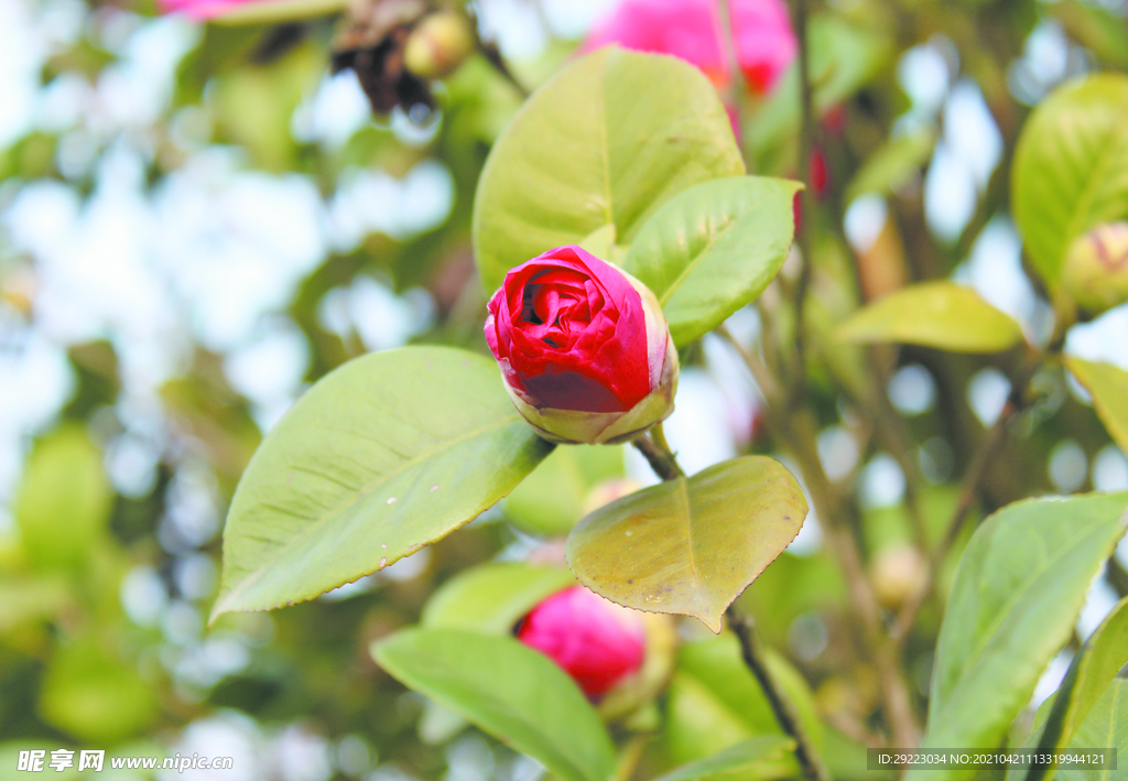 茶花