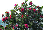 茶花