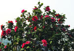 茶花