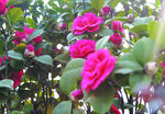 茶花