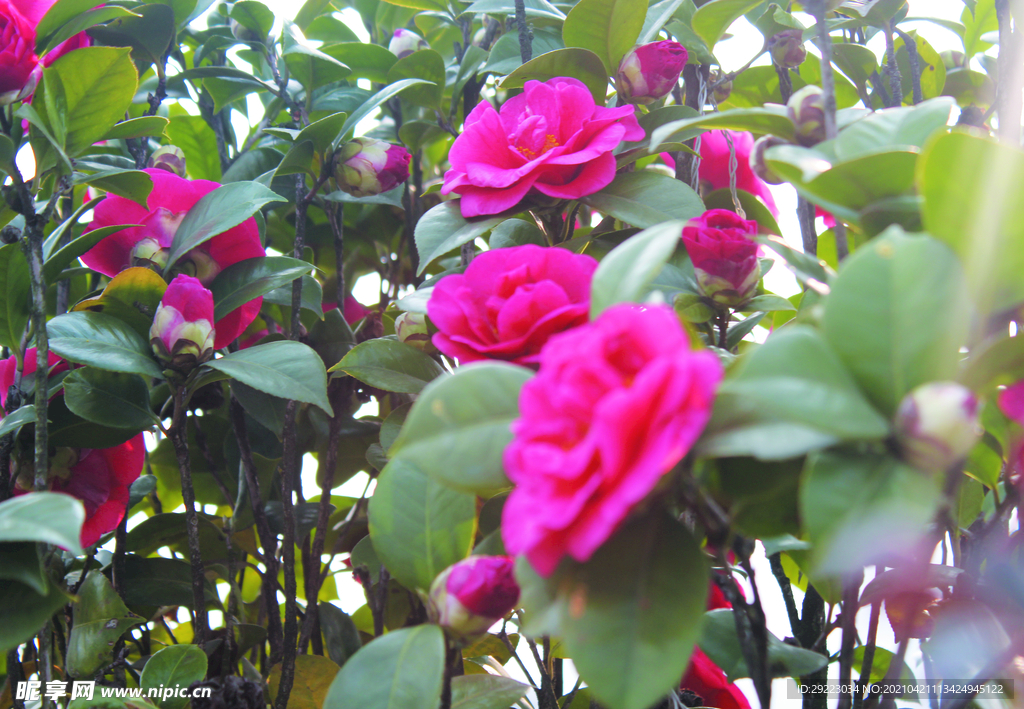 茶花