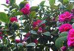 茶花