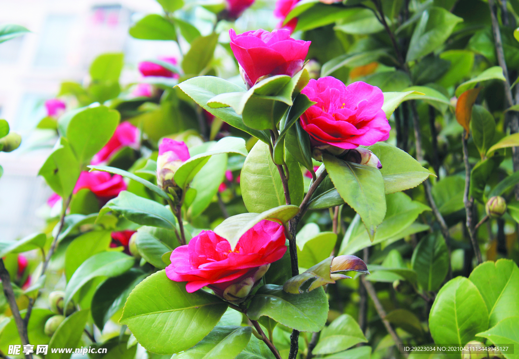 茶花