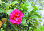 茶花